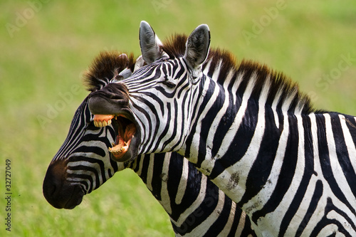 Zebras in the Serengeti National Park  Tanzania