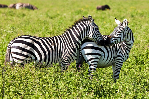 Zebras in the Ngorongoro Crater  Tanzania