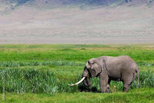 Huge African elephant bull in the Ngorongoro Crater  Tanzania