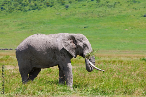 Huge African elephant bull in the Ngorongoro Crater  Tanzania