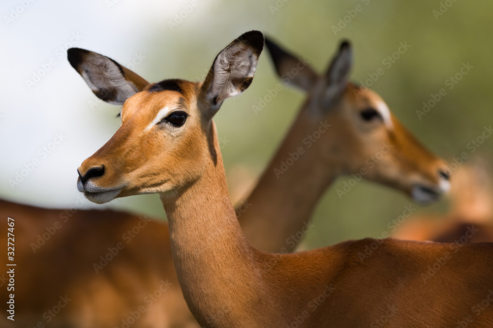 Young impala antelopes, Tarangire National Park, Tanzania Young impala antelopes, Tarangire National Park, Tanzania