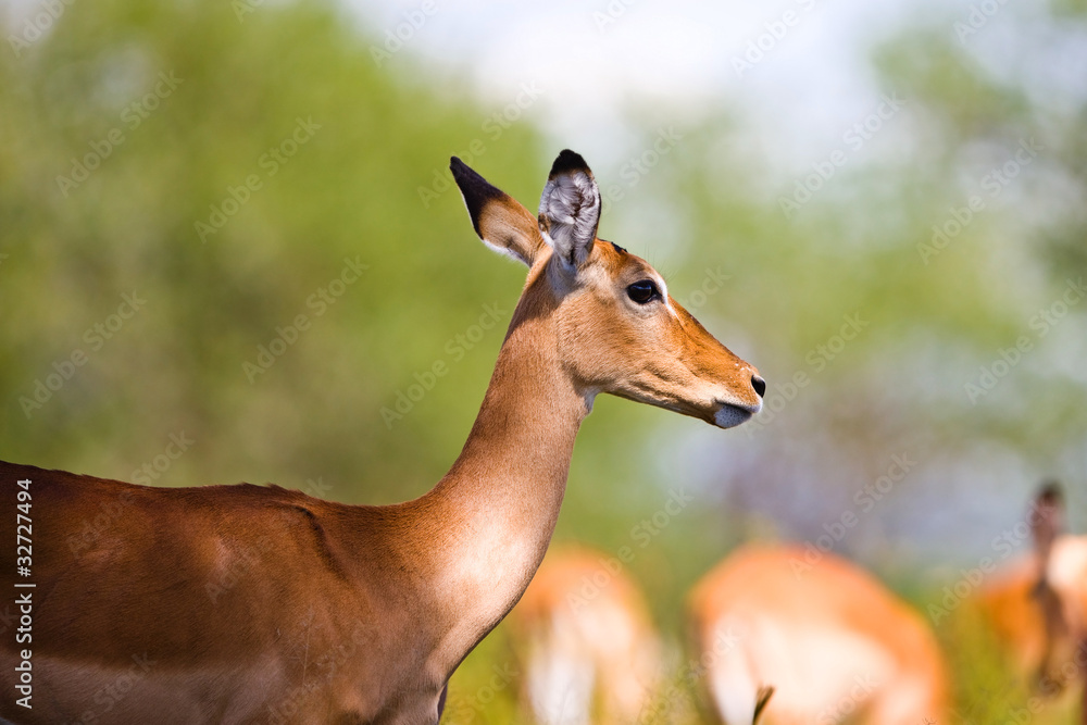Female Impala antelope, Kruger National Park, South Africa