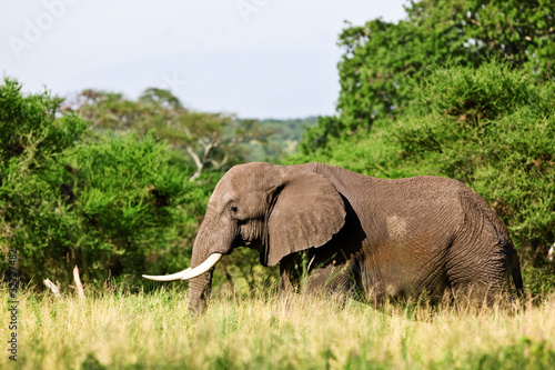 African elephant in the Tarangire National Park  Tanzania