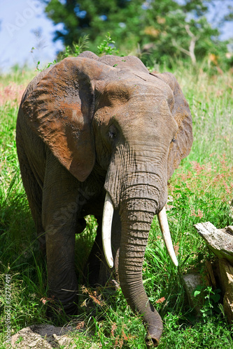 African elephant in the Tarangire National Park, Tanzania