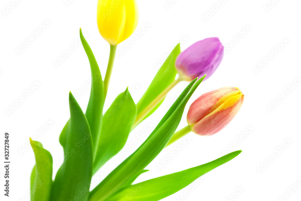 Fototapeta premium colorful tulips isolated on white