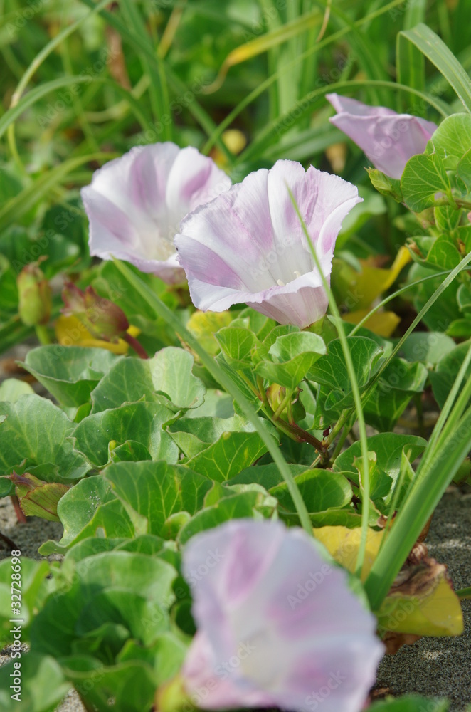 並んで咲く浜昼顔 Stock Photo Adobe Stock 並んで咲く浜昼顔 Stock Photo Adobe Stock