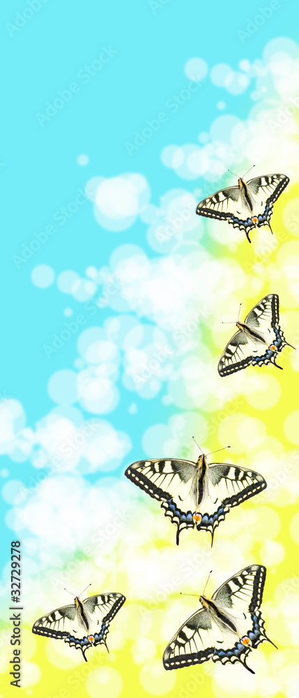 Obraz premium Butterflies