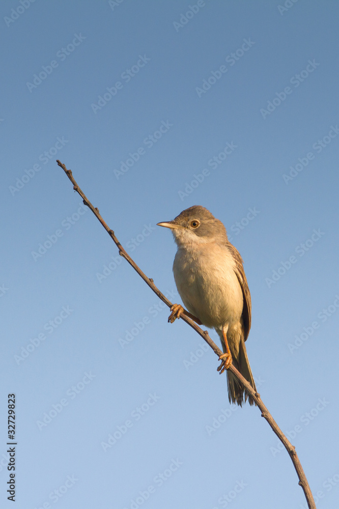 A common Whitethroat (Sylvia communis) singing on the branch A common Whitethroat (Sylvia communis) singing on the branch