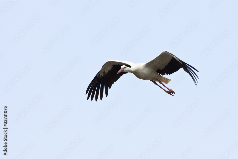 Obraz premium STorch im Flug