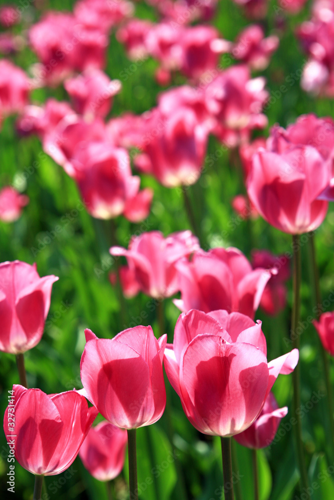 Tulpenblüten Tulpenblüten