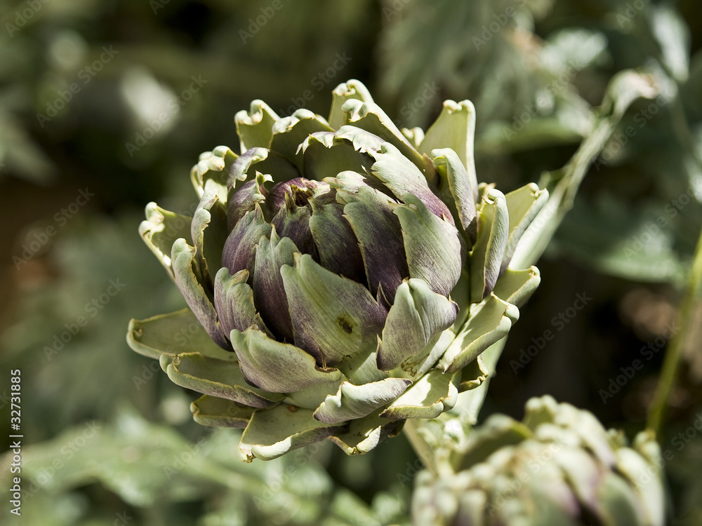 artichoke flower artichoke flower