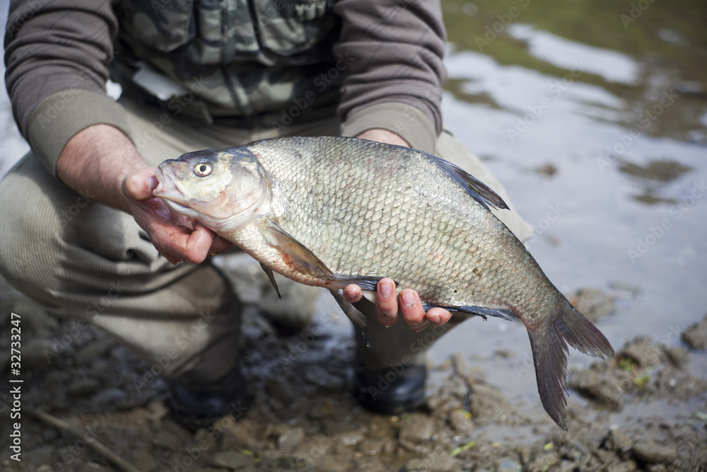big male bream cought in the small lake big male bream cought in the small lake