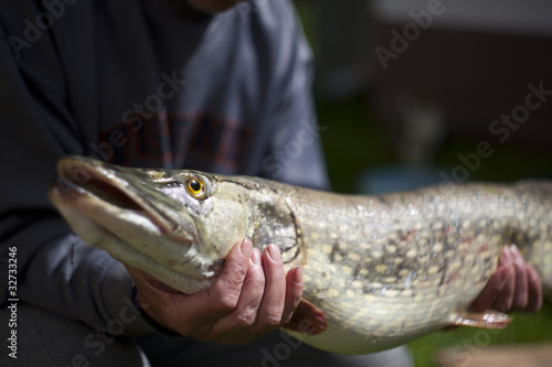 Obraz na plátně huge pike