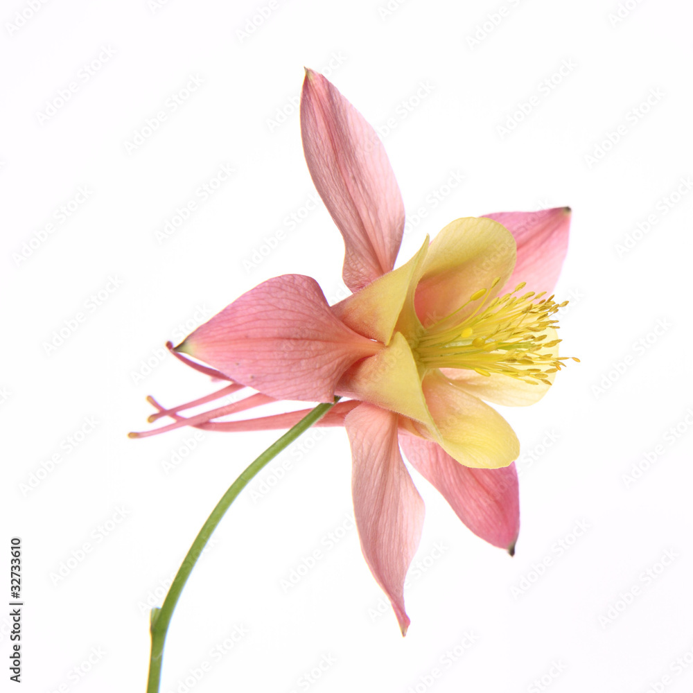 Pink and yellow Columbine flower on white background