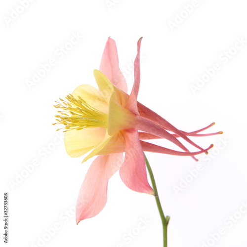 Pink and yellow Columbine flower on white background
