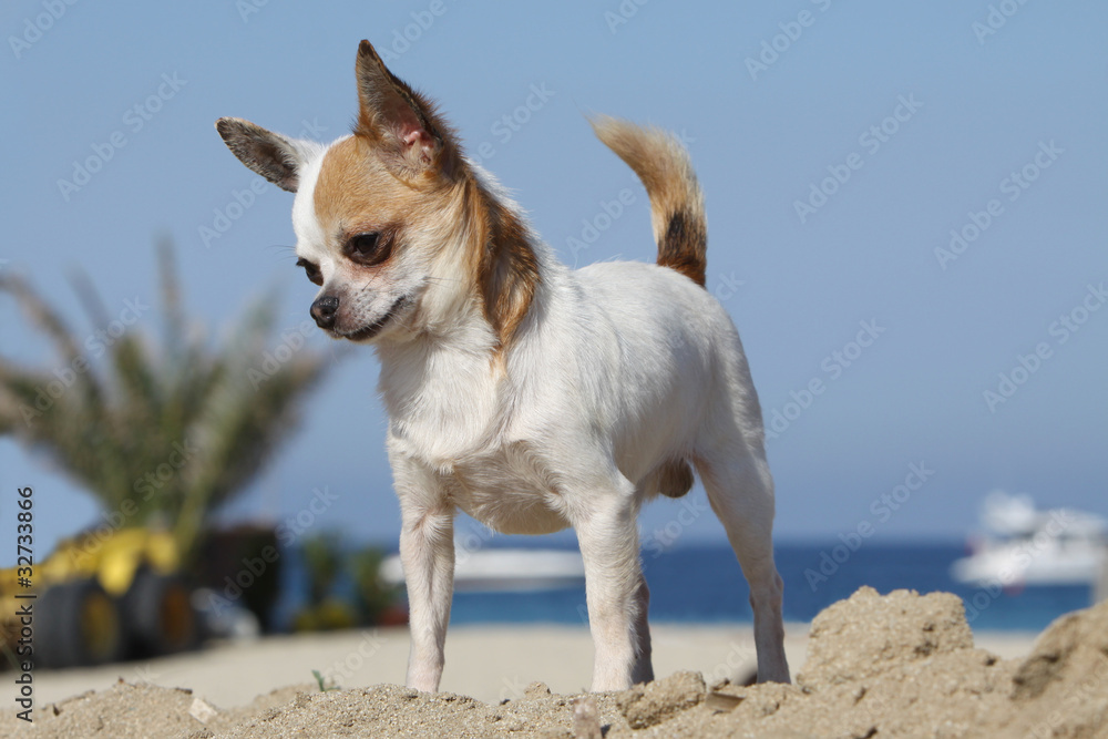 chihuahua on the beach