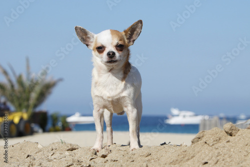 chihuahua sur la plage © Dogs