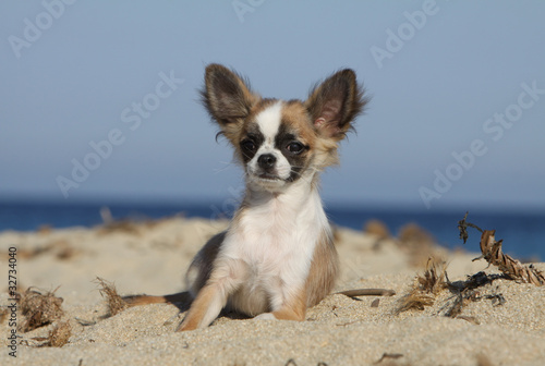 chihuahua allongé sur le sable © Dogs