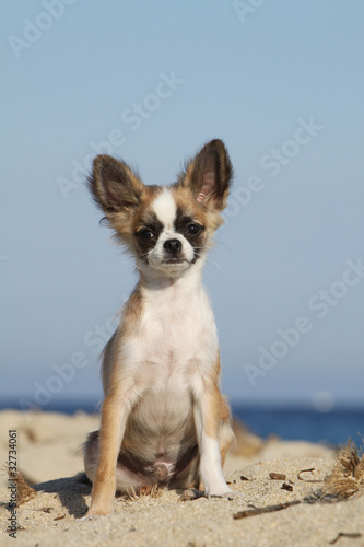 jeune chihuahua debout de face © Dogs
