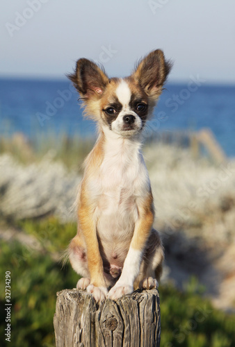 chihuahua sur un poteau en bois © Dogs