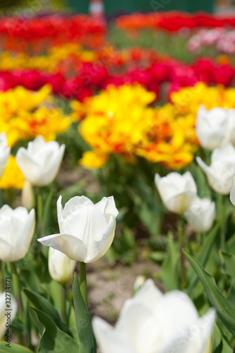 Colorful original tulips