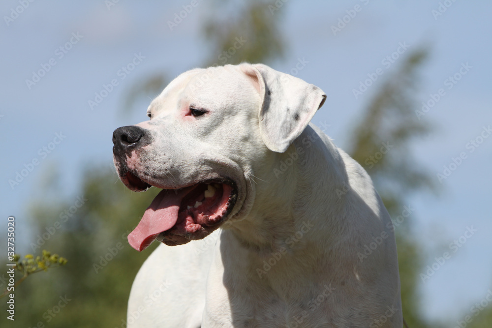 portrait de profil du dogo argentino