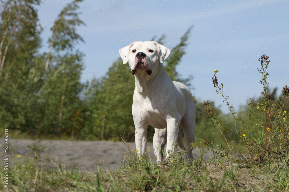 dogue argentin intrigué dogue argentin intrigué
