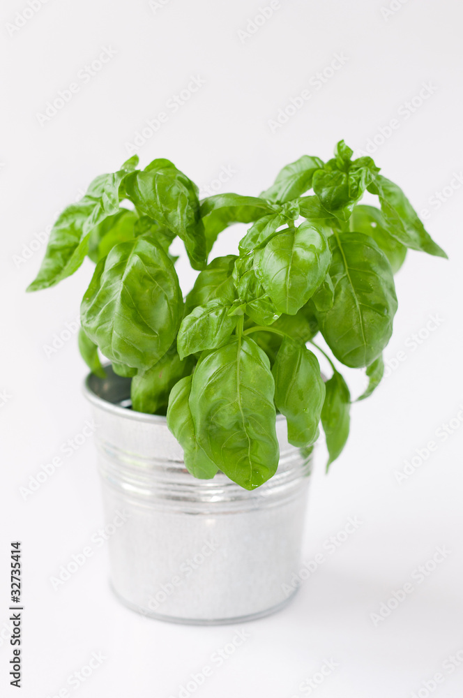 growing young basil plants in bucket isolated growing young basil plants in bucket isolated