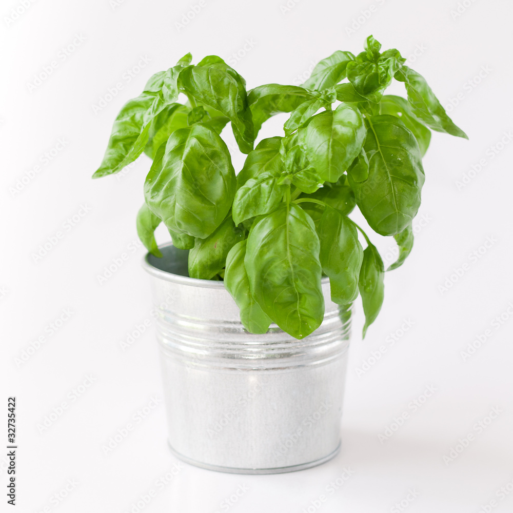 Basil