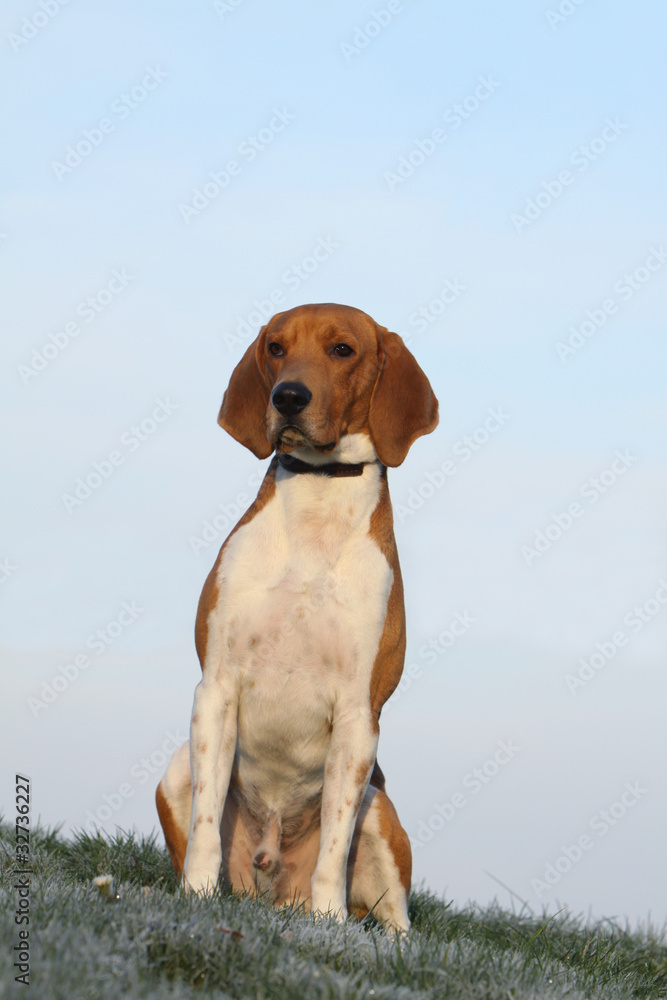 beagle harrier assis de face