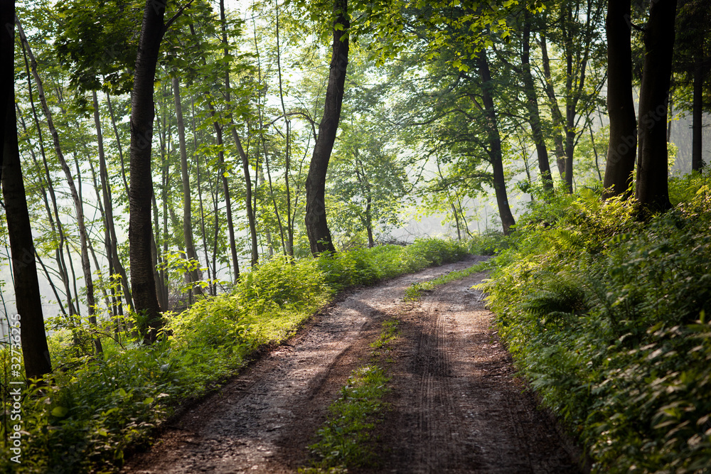 Naklejka premium lovely forest path in early morning sunshine