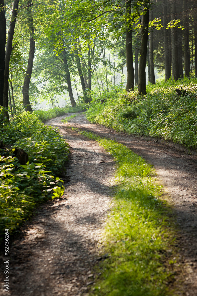 Fototapeta premium lovely forest path in early morning sunshine