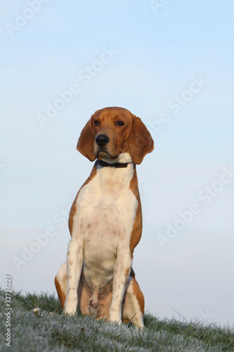 beagle harrier assis de face