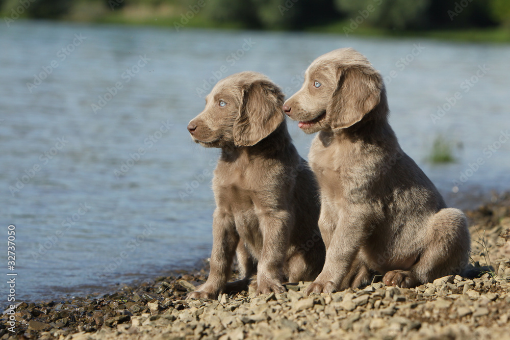 deux chiots regardant dans la même direction deux chiots regardant dans la même direction