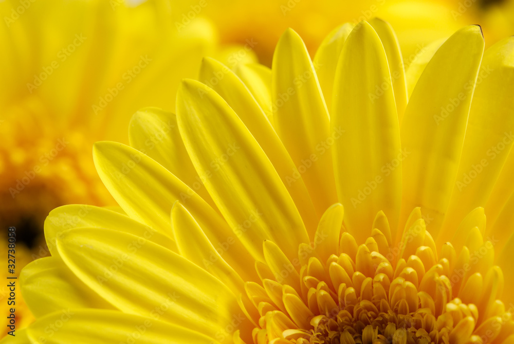 Bright beautiful background of yellow flowers Bright beautiful background of yellow flowers