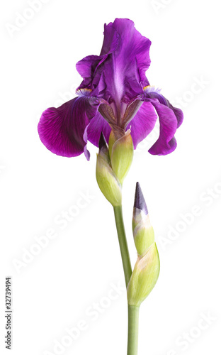 Stem with deep purple iris flower isolated on white