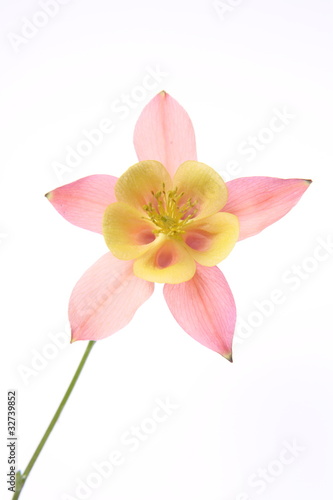 Vászonkép Pink and yellow Columbine flower on white background