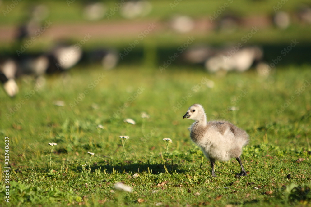 Canadian geese