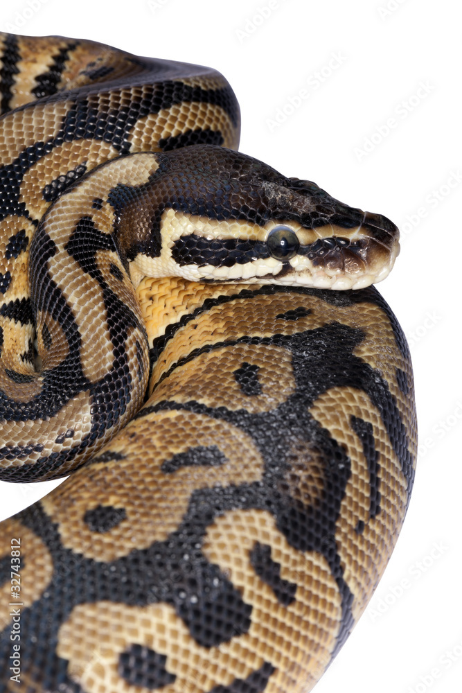 Naklejka premium kulkowy pyton