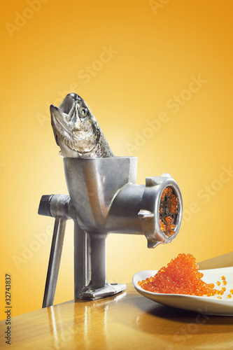 A trout in a mincing machine