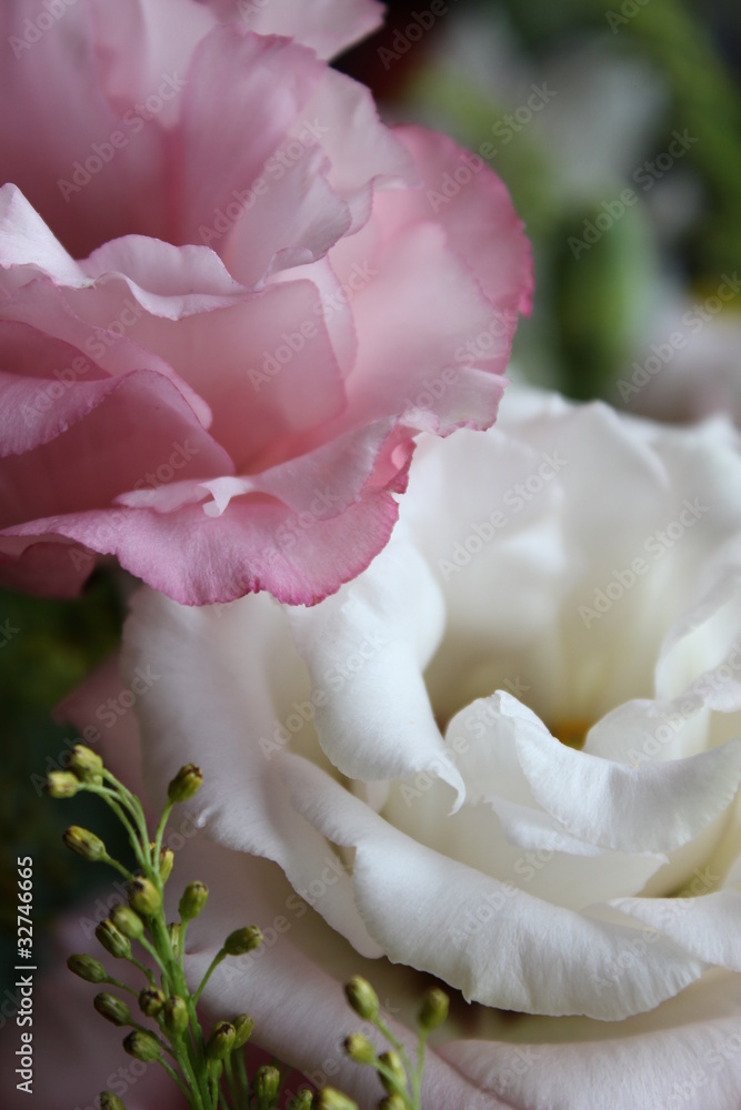 ピンクと白のトルコキキョウ Stock Photo Adobe Stock