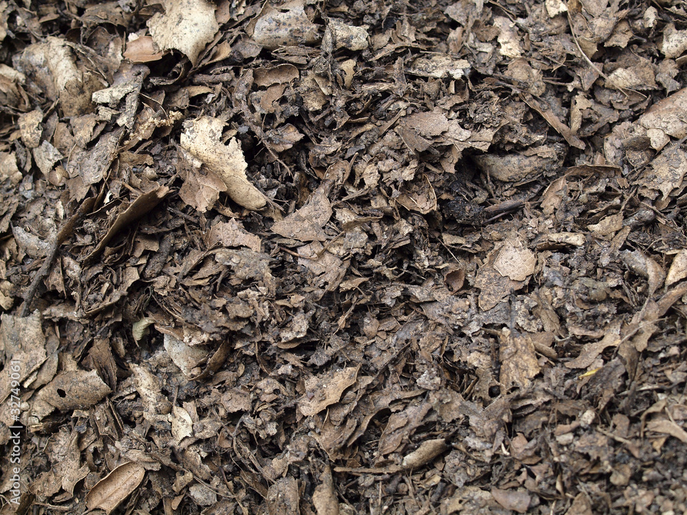 Leaf compost mulch for background Leaf compost mulch for background