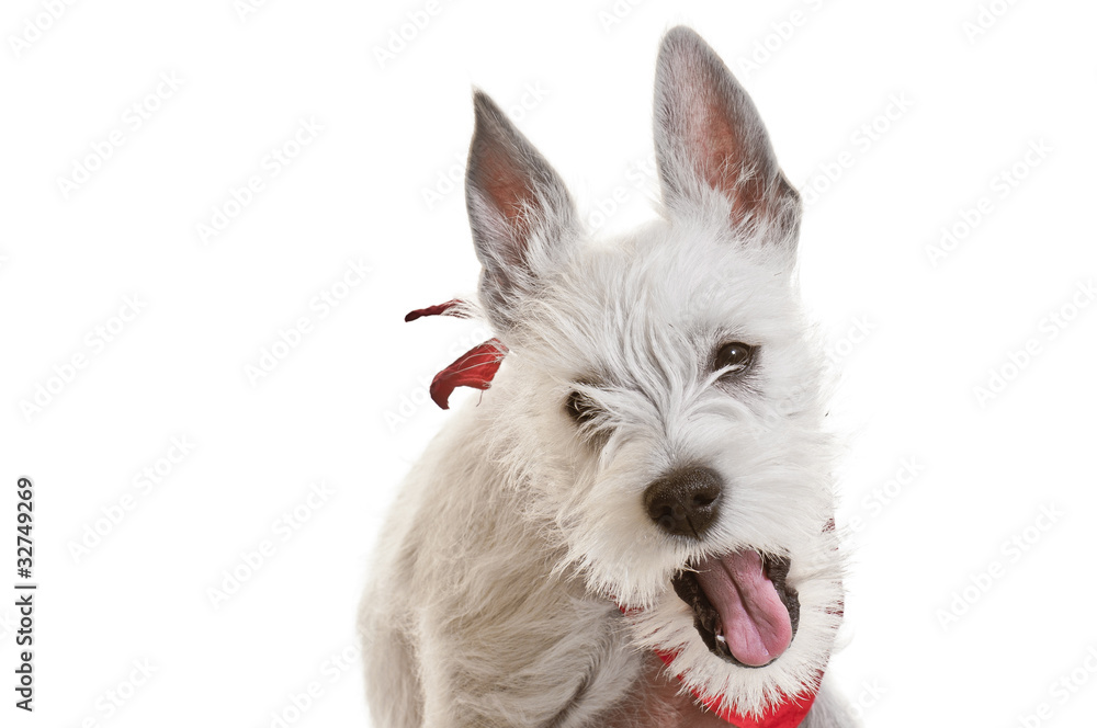 Zwergschnauzer, weiß, Welpe, Hund, Rassehund, Haustier Zwergschnauzer, weiß, Welpe, Hund, Rassehund, Haustier