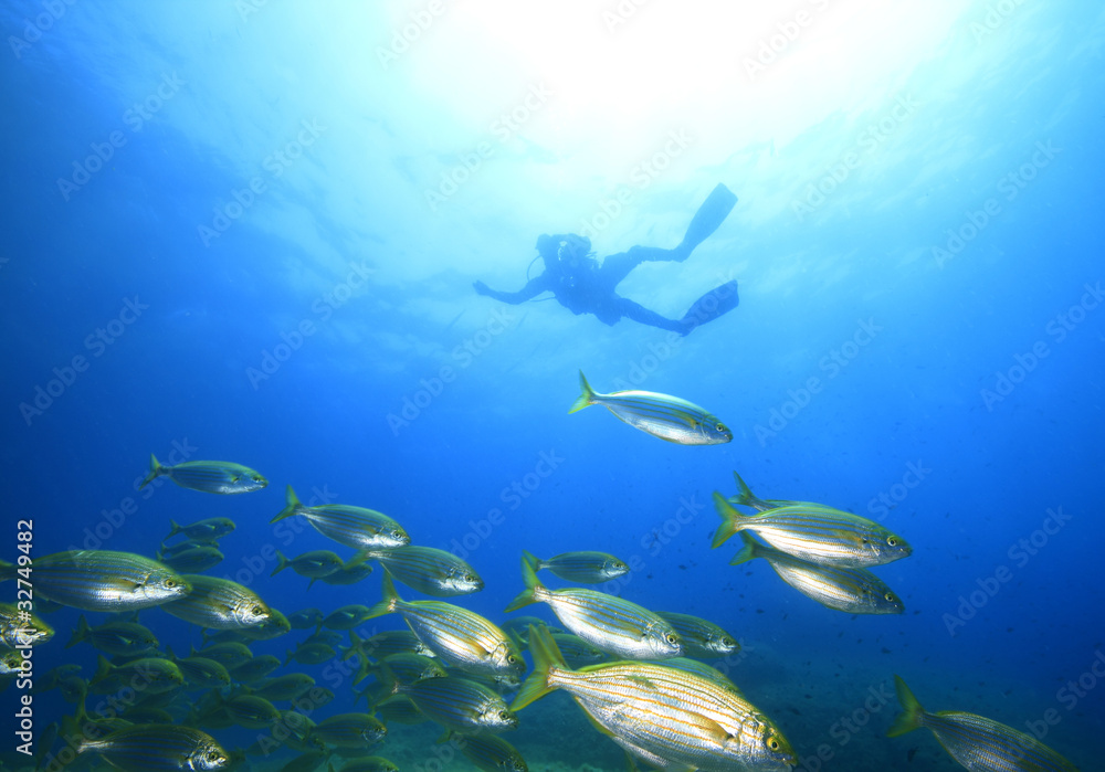 Fototapeta premium stado ryb śródziemnomorskich