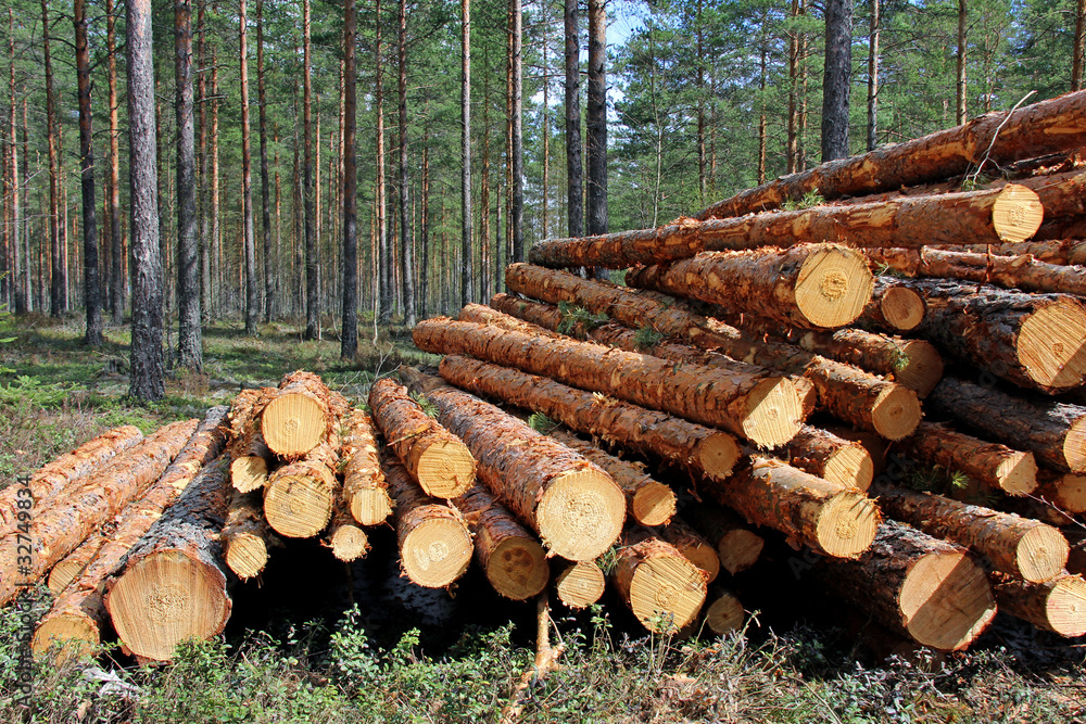 Cut and Stacked Pine Timber in Forest Cut and Stacked Pine Timber in Forest