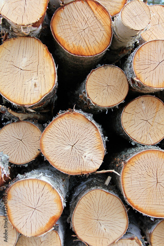Fototapeta Naklejka Na Ścianę i Meble -  Cut Birch Logs Background