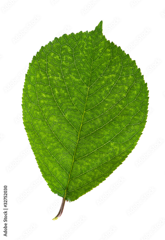 Obraz premium Green leaf
