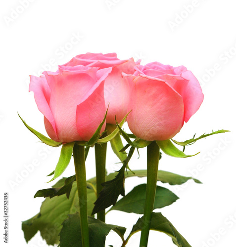 flower of pink roses on white background