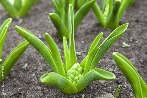 Growing hyacinth flower bulb