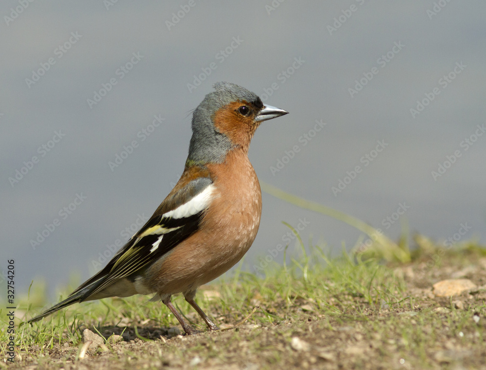 Chaffinch